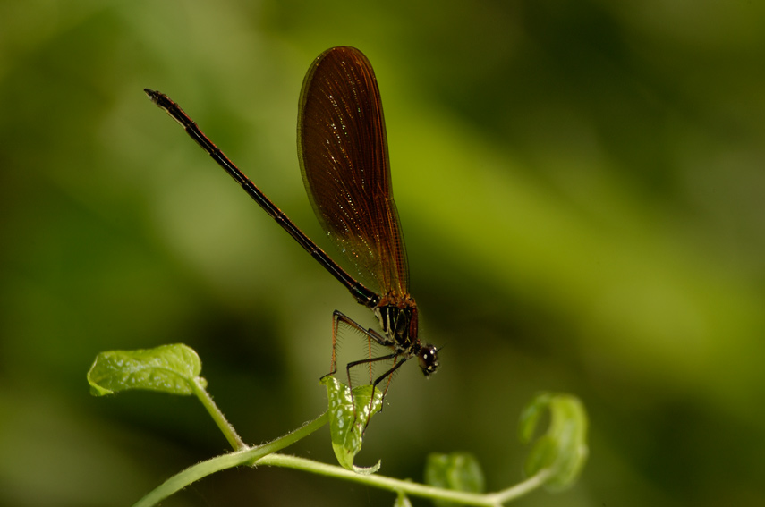 Calopteryx ....vari!?
